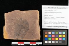 Foto (Objekt + Etikett) von Quercus palaeoilex Ettingshausen (NHMW-GEO-2024-0188-0956)